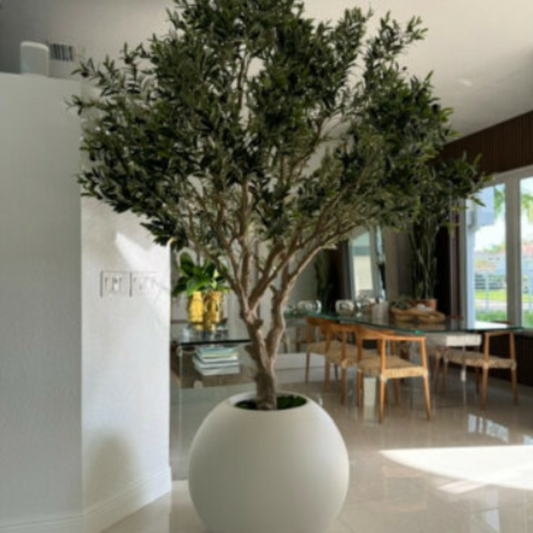 Olivier en pot beige mat