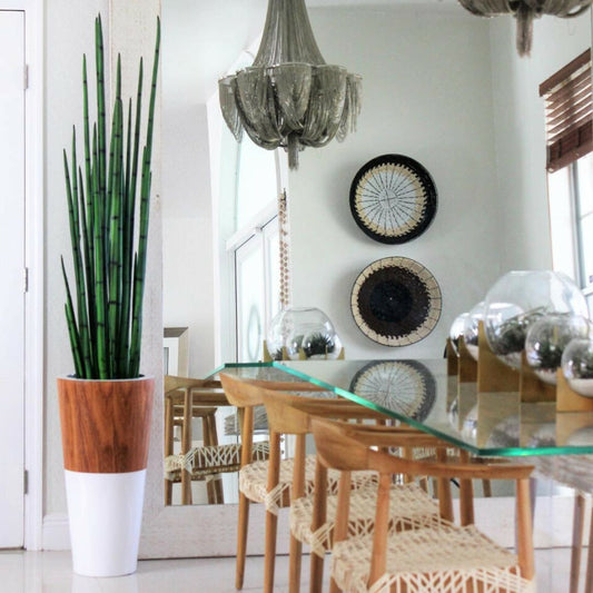 Herbe aux serpents (160 cm) avec pot Lux blanc